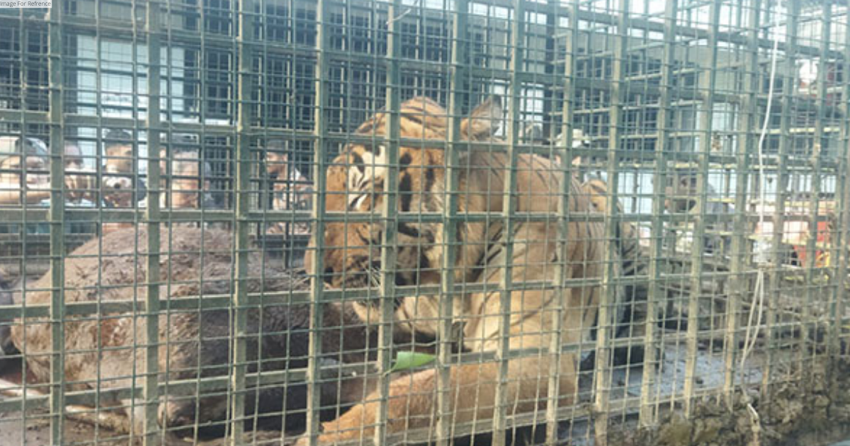 Tiger terror ends in Kerala's Wayanad as big cat captured after a month